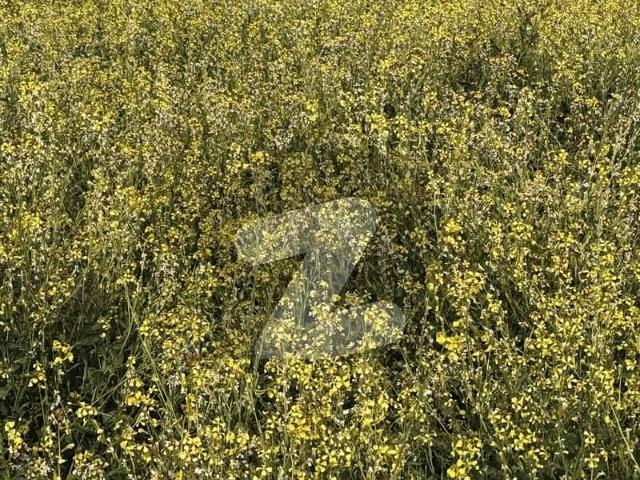 70 Kanal Land For Sale In Chakwal