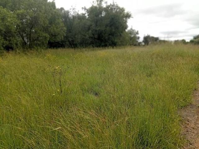 750 m² Land available in Bela Warmbaths
