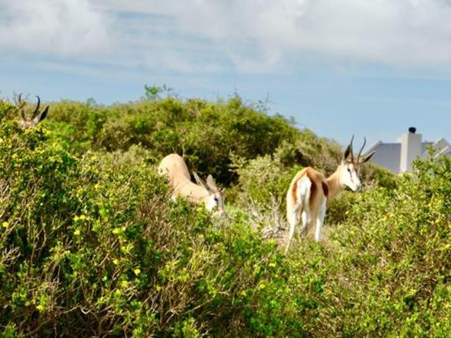 751 m² Land available in Saldanha
