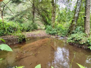 78 Ha de Terreno con río, manantial y bosque cerca de Avándaro