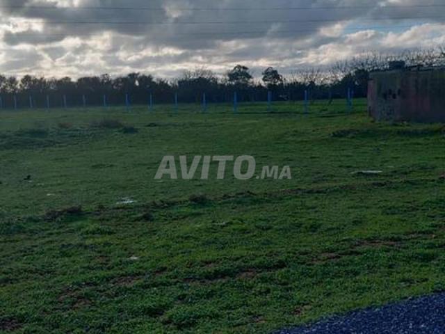 7 hectares agricole RA à vendre à Ain Aouda