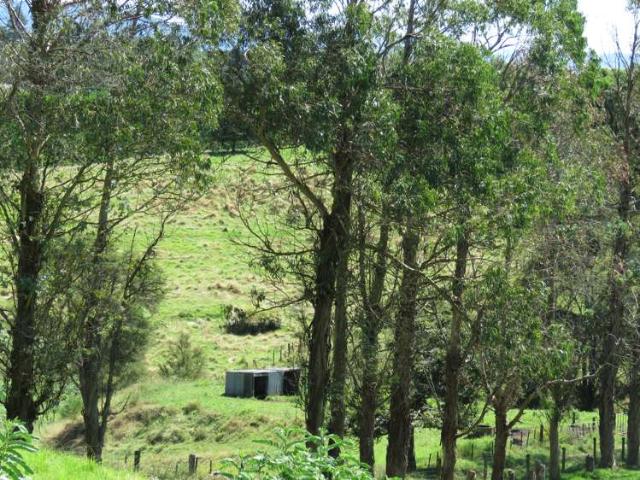 80A Wainui South Road, Whakamarama, Western Bay Of Plenty