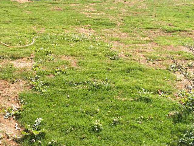 863 Sq.Ft. Plot in Dhanori Pune Listing ID: #10293