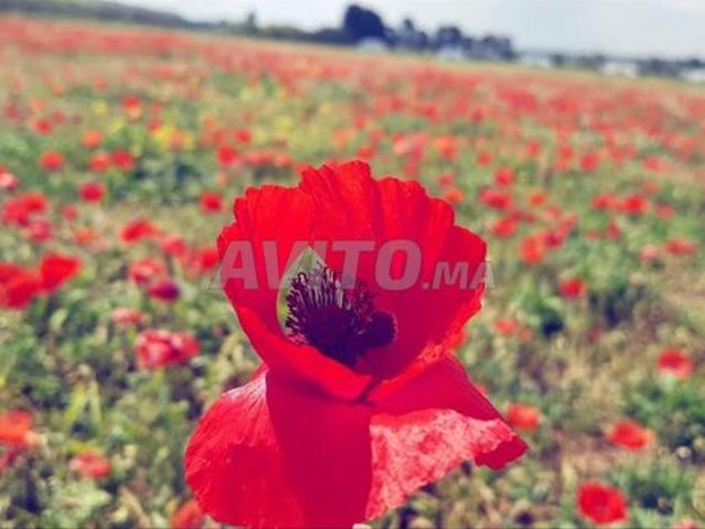 8 hectares à vendre dans la commune de Fadlates