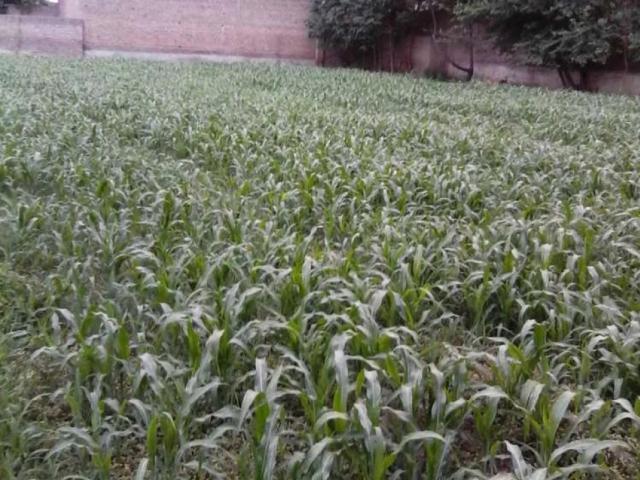 8 kanal plot for rent Peshawar ID 17867