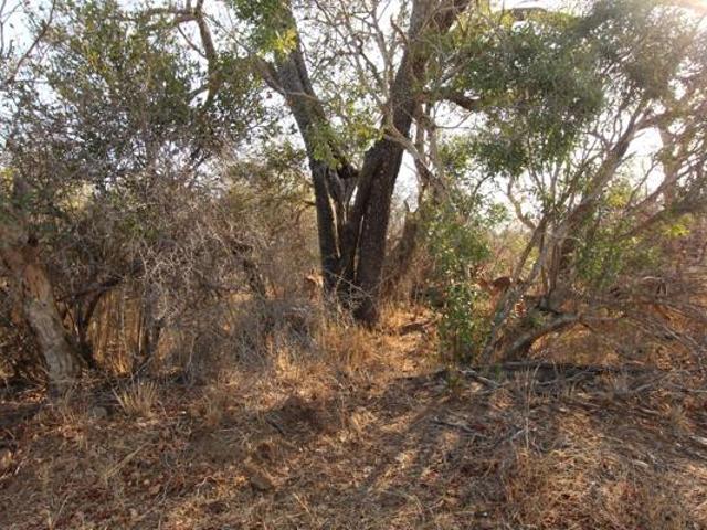 8 000 m² Land available in Moditlo Wildlife Estate