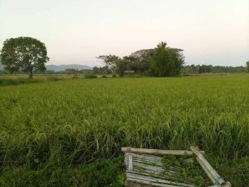 8,328 sqm Agricultural Farm For Sale in Puerto Princesa Palawan [Lot ] June 2024 in Puerto Princesa, Palawan for sale