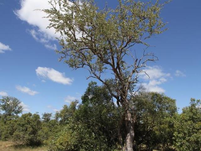 8 840 m² Land available in Moditlo Wildlife Estate