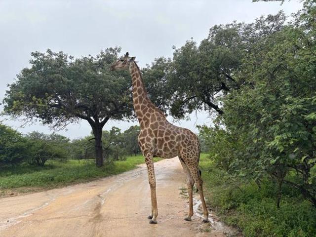 8 840 m² Land available in Moditlo Wildlife Estate