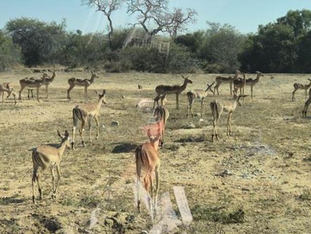 8 825 m² Land available in Moditlo Wildlife Estate