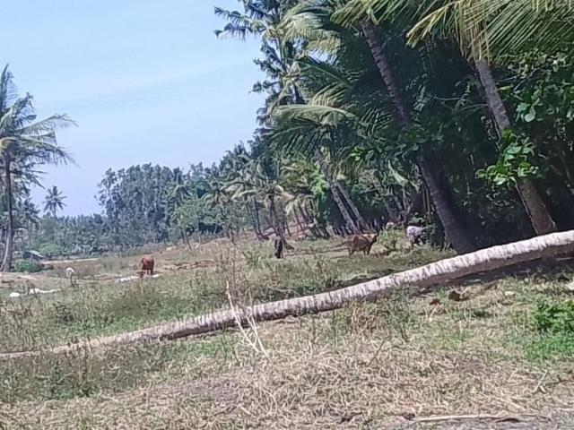 90 Acre land on sale in vipingo