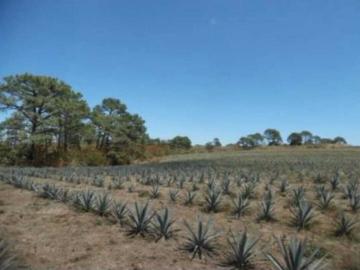 90 Hectareas en Santa maria del Oro a Super precio