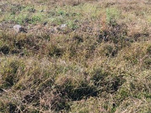 910 Sq.Ft. Plot in Silicon City Indore Listing ID: #10371