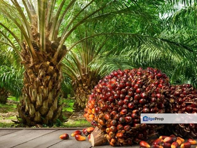 942 Acres Oil Palm Plantation @ Sitiawan for SALE