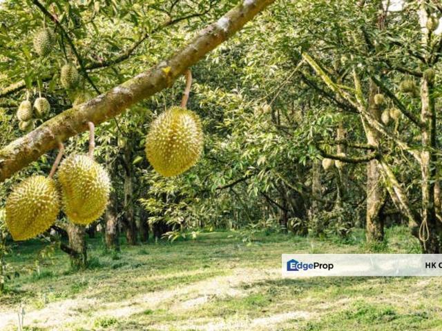 94 Acres Durian Farm land at Padang Tengku Town Pahang