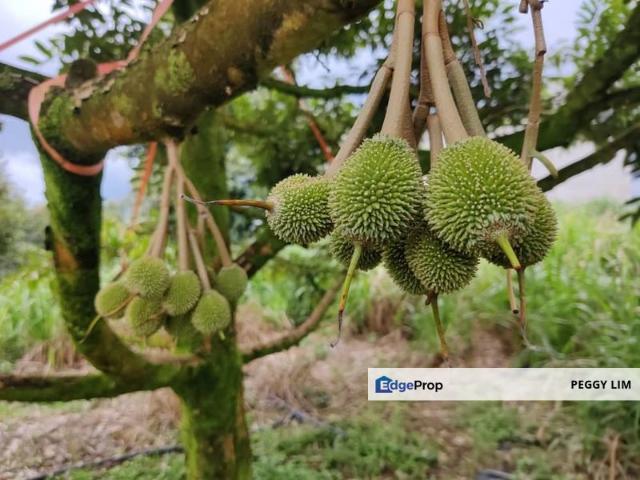 94 Acres Durian Land @ Padang Tengku, Pahang
