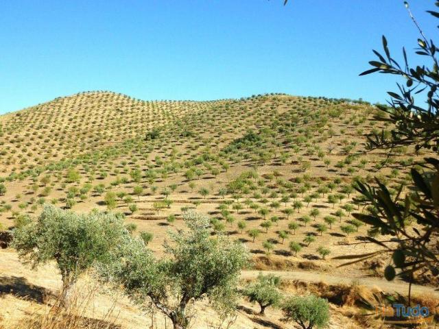 960 000 m2 com OLIVAL antigo. Portugal, Barca dAlva, Figueira C. Rodrigo. | 26082479088