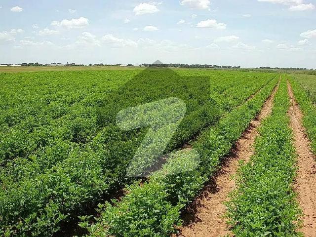 9 Kanal Agricultural Land For Sale Chak 39/3 R, Okara