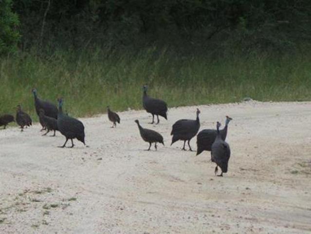 9 134 m² Land available in Moditlo Wildlife Estate