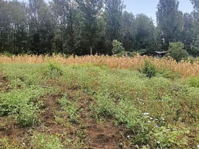 0.5 acre land for sale in Kithoka Meru