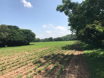 Rancho en Nueva Palestina, Jiquipilas, Chiapas