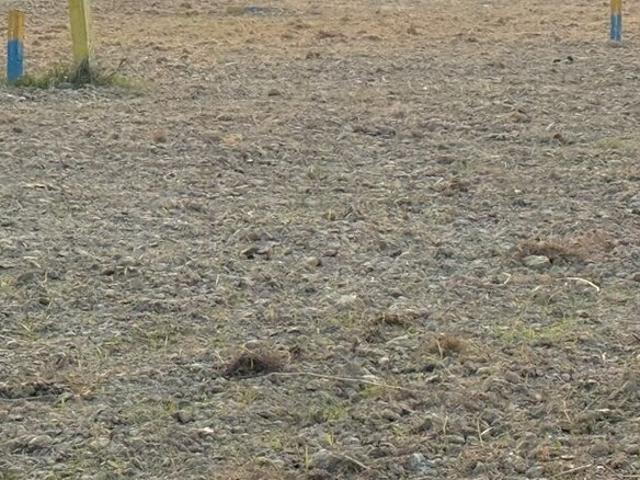 1000 Sq.Ft. Plot in Sobhan Darbhanga Listing ID: #10056