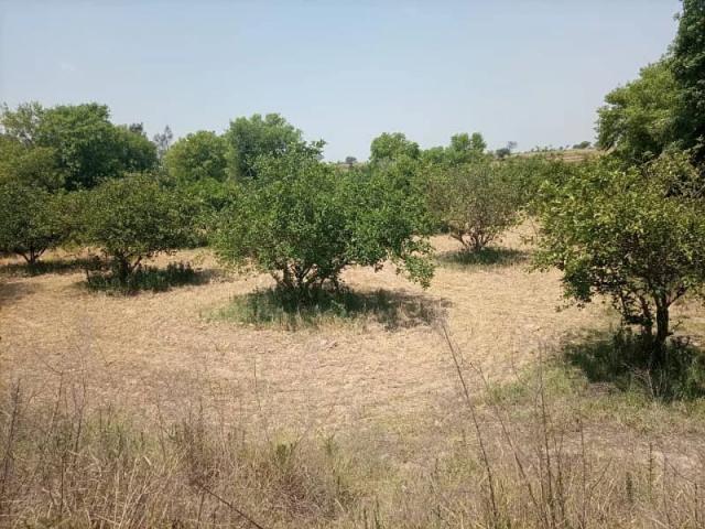 100 Kanal Farm House For Sale Rawalpindi GT Road ID 79537