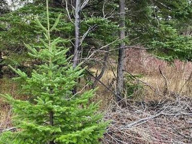 104 108 Highway East, Victoria, NL, A0A 4G0 vacant land for sale | Listing ID 1298 | Royal LePage