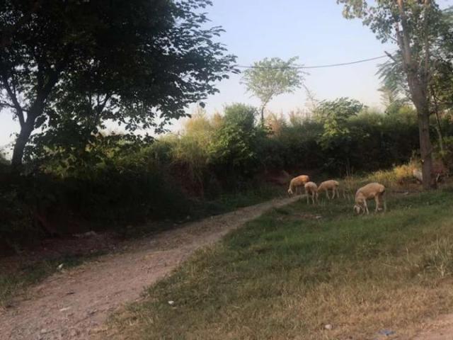 10 kanal land rent for hen/goat/cattle/vegitables/farming Islamabad Bahria Enclave ID 25214