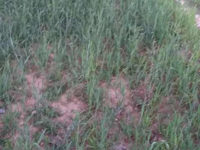 10 marla corner plot with 12 feet way in mohallah ghulam khel. Kotha Swabi ID 58702