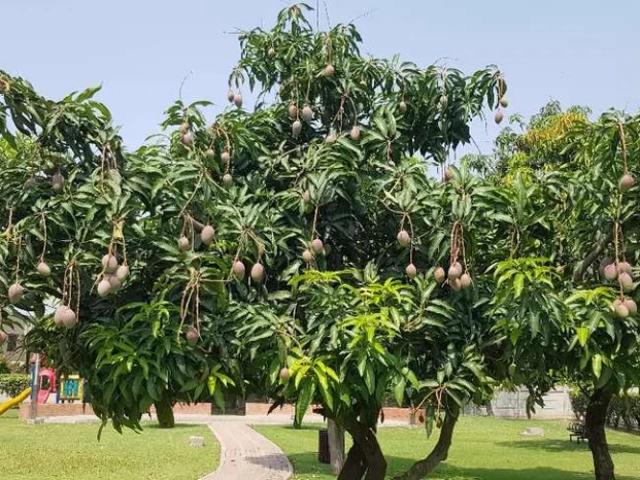 10 marla plot in Sukh Chayn Lahore Sukh Chayn Gardens ID 11341