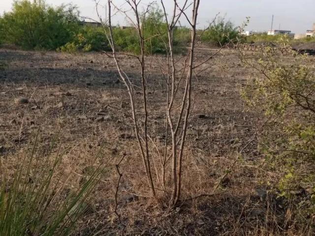 10 marla plot, Rehman city Dheri katikhel Hakimabad Nowshera ID 28571