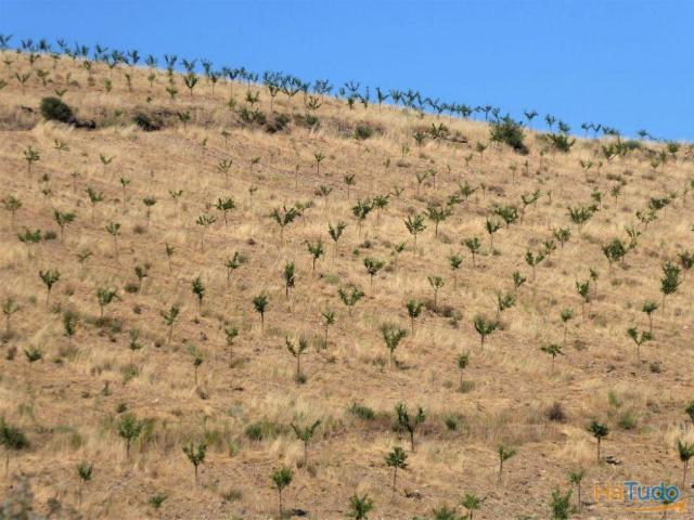 110ha terra c/ amendoal, sobreiros, cultivo. Portugal, Guarda, Pinhel. | 26062143725