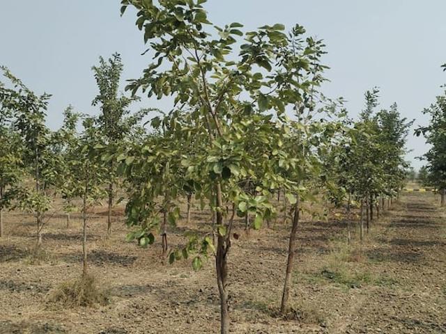 116 Sq.Yd. Plot in Ambala Highway Zirakpur Listing ID: #10211
