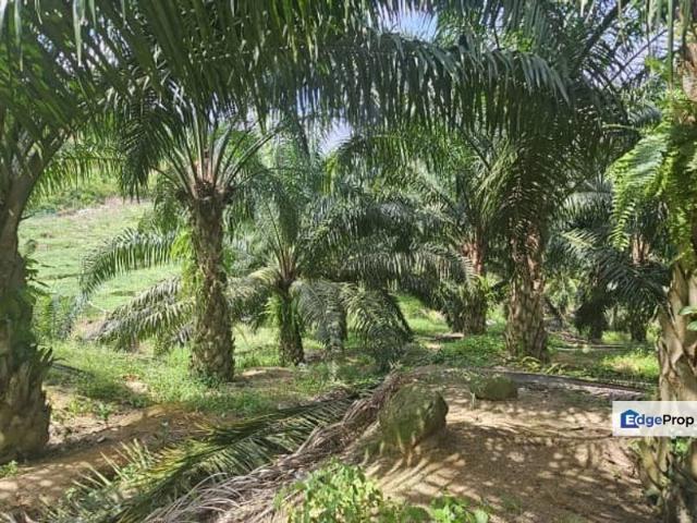 11.33 acres Palm oil Land at Kuala Kangsar, Perak