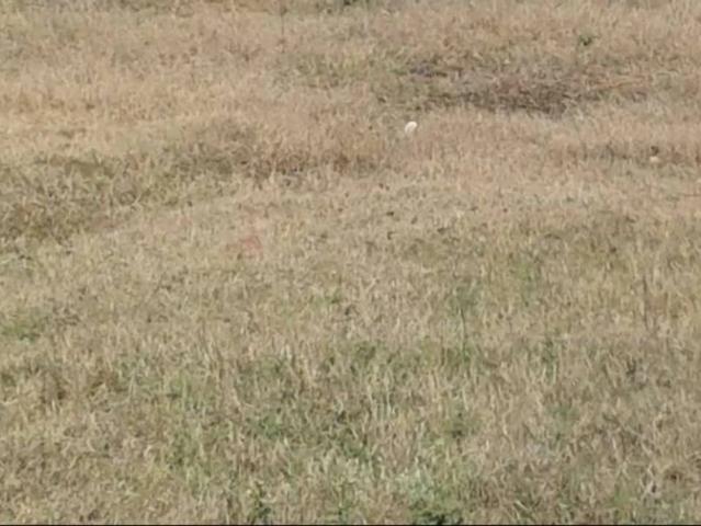11 Marla Plot for sale at bhoj pur near cantt Sialkot ID 22906