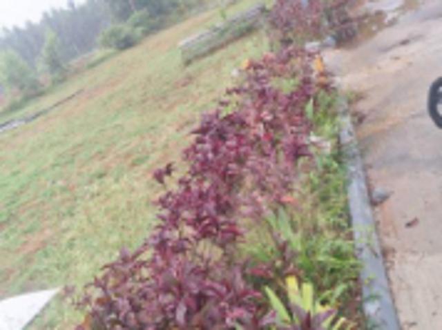 1200 Sq. ft Plot for Sale in Anekal, Bangalore