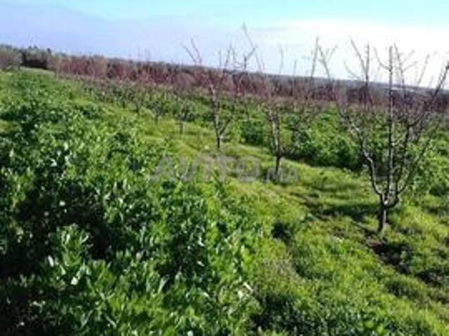 120 hectares à vendre près de Meknès