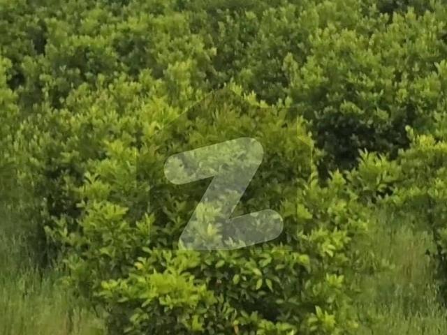 123.35 Kanal Fully Developed Commercial, Industrial, Agricultural & Farming Land with 5 Acres Citrus Orchard for Sale