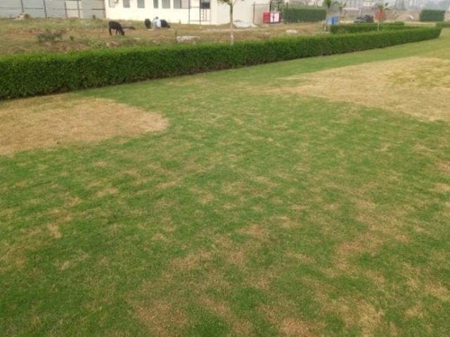 123 Sq.Yd. Plot in Lalru Mohali Listing ID: #10241