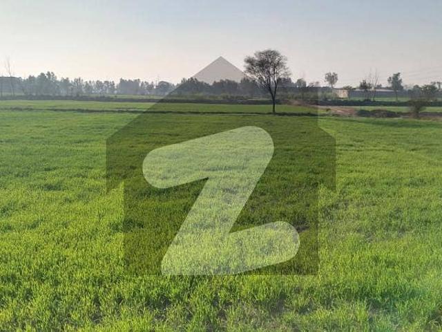 124 Kanal Agriculture and Commercial Land Available in Kasur Burj Road, Gandha Singh
