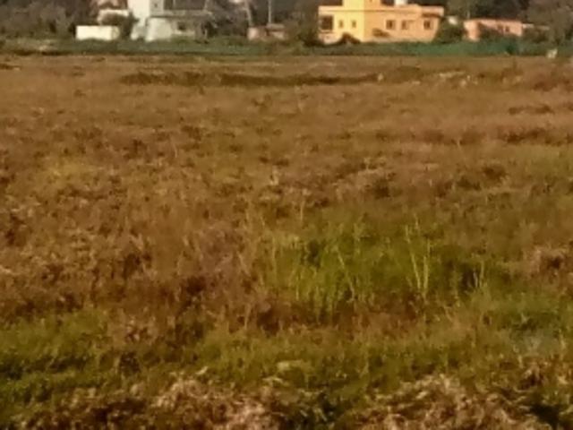 1294 Sq.Ft. Plot in Sijua Bhubaneswar Listing ID: #9680