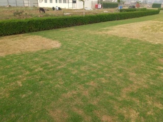 129 Sq.Yd. Plot in Lalru Mohali Listing ID: #10241