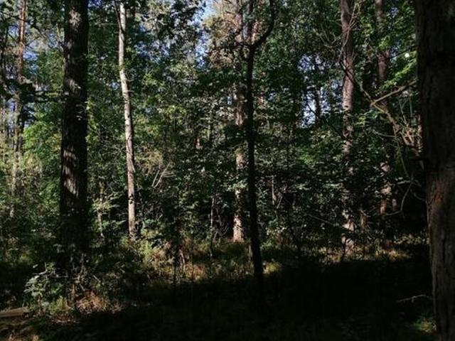 1/2 udziału w nieruchomości od Syndyka Bielany Żyłaki