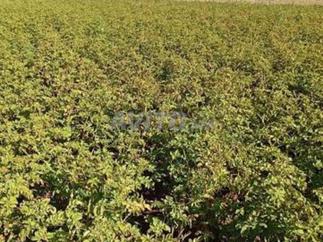12 hectare à vendre