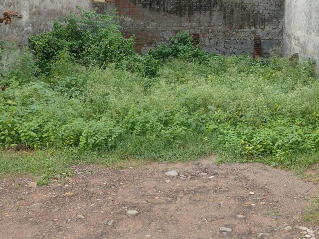 130 Sq.Yd. Plot in Sector 21 Panchkula Listing ID: #10264
