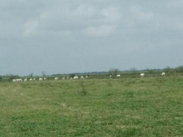 140 HECTAREAS EN PANUCO, BUEN PRECIO Y AGUA