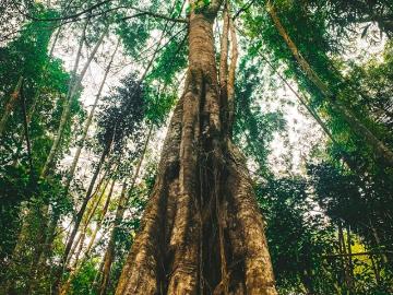 141 Hectareas de Hermoso Bosque Natural