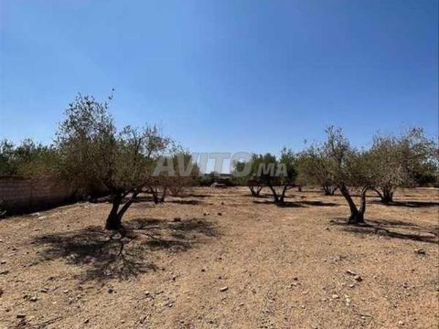 149896 Vente Terrain à Marrakech Route D’Ourika