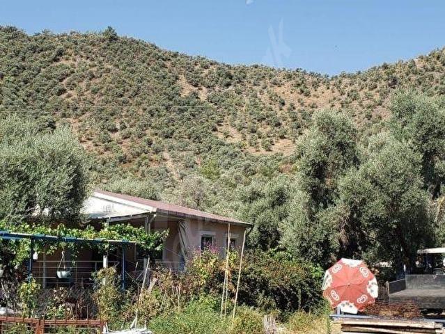 14.500M2 ZEYTİNLİK İÇİNDE 580 ADET AĞAÇ VAR MİLAS KANDAK